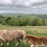 Wild horses on top of the Gospel Pass, near to Hay-on-Wye
